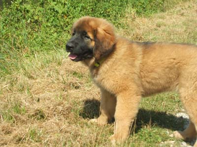 Kiwi Pee Wee of-lion-dream