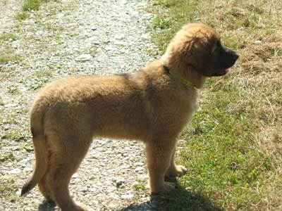 Kiwi Pee Wee of-lion-dream