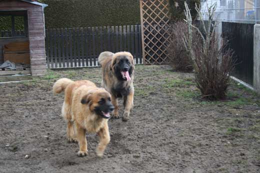 Kiwi Pee Wee of-lion-dream und ihr neuer Spielgefhrte Jack